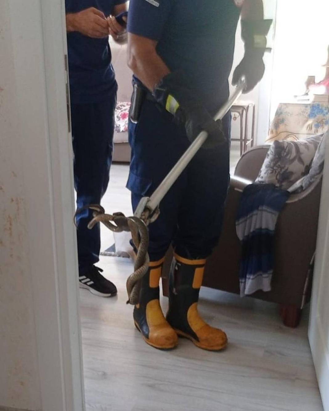 O kentte evlerden yılan fışkırıyor! İtfaiye ekipleri yoğun 'yılan' mesaisi yapıyor 2